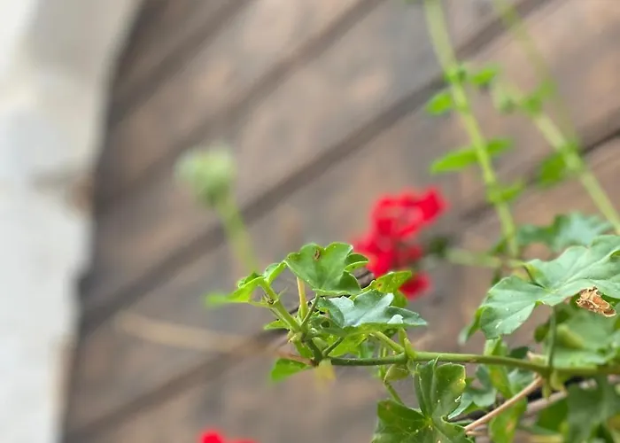 Le Cancelle - Residenza D'epoca Oda ve Kahvaltı LʼAquila